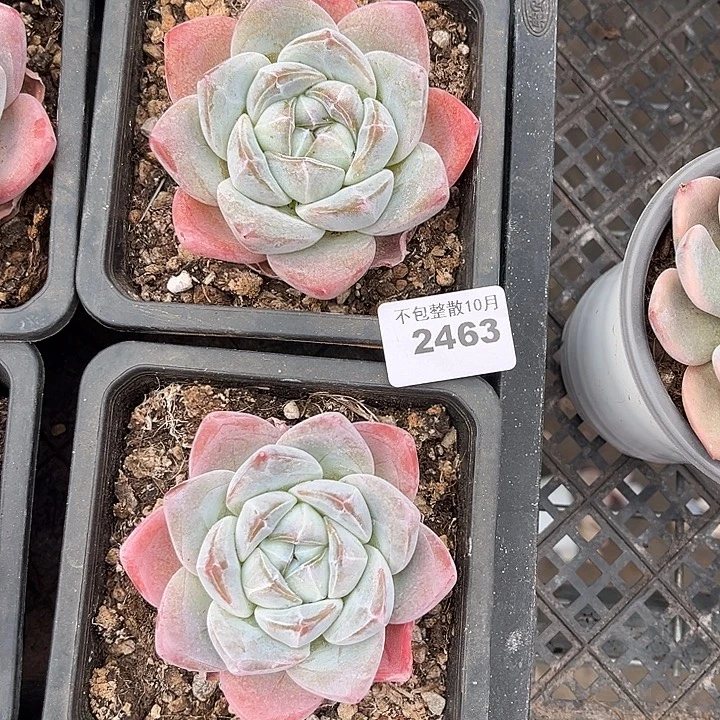 阿雅园艺。       2463冰玉两颗