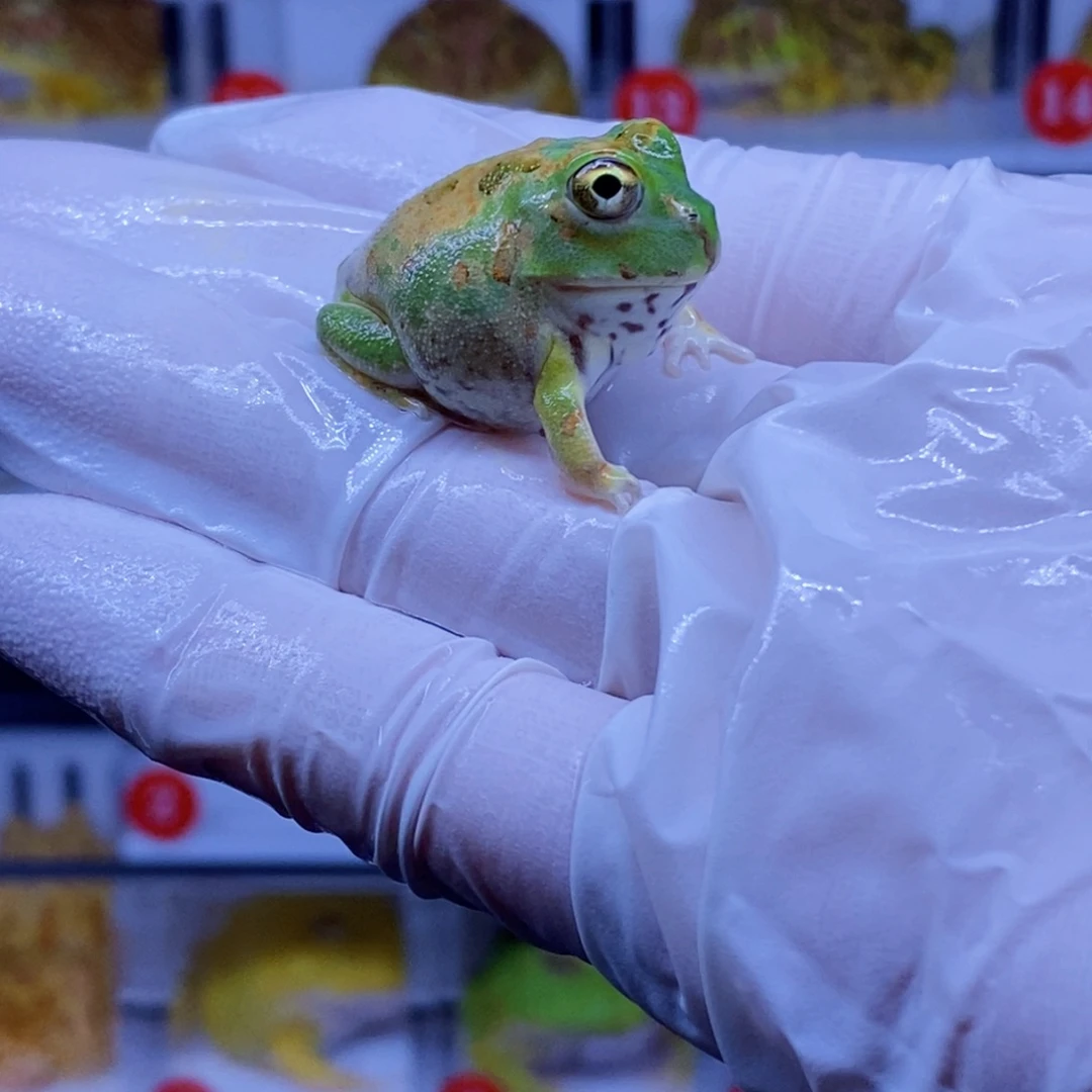 角蛙角蛙3-10cm闪购专享链接