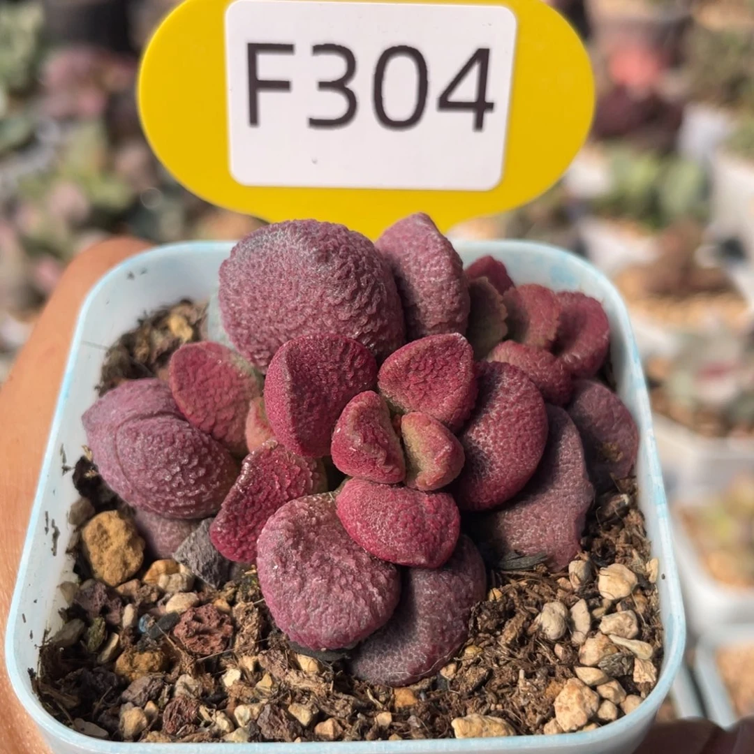 福利。   304。
