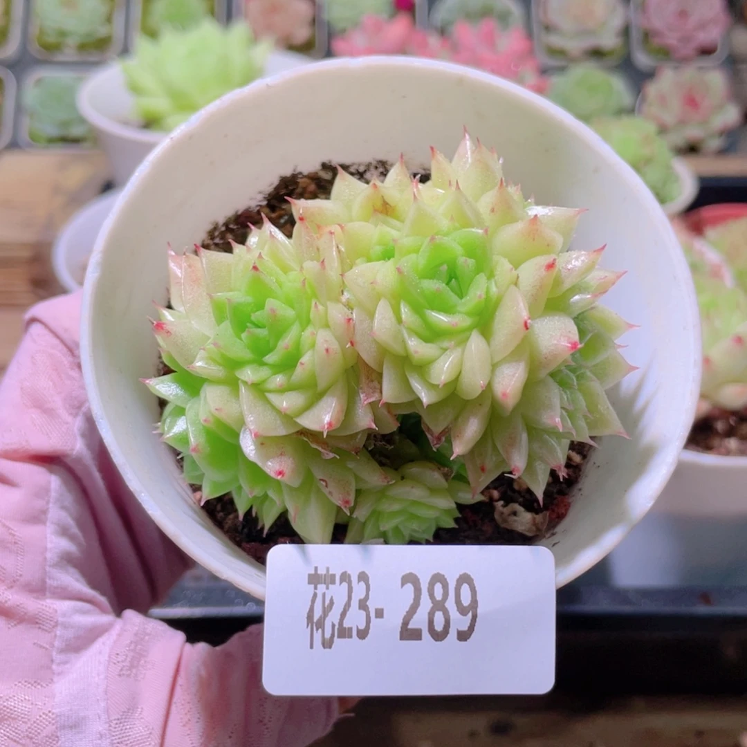 花利美23-289麦秆