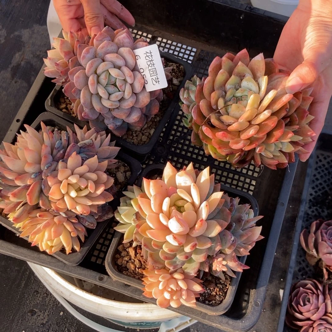 6.52假苗星影有砍随机发货头多一颗