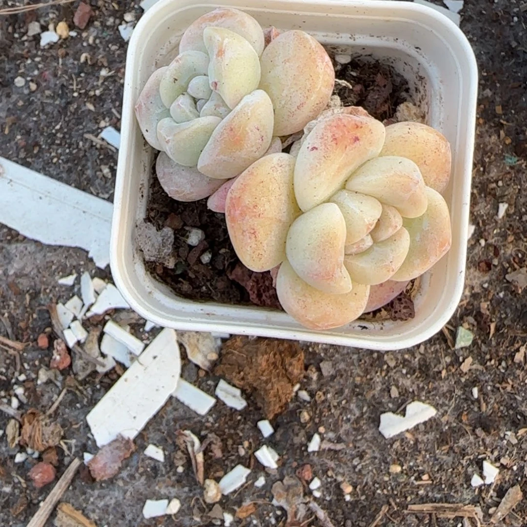 多肉小卡拉米糖心一物一拍