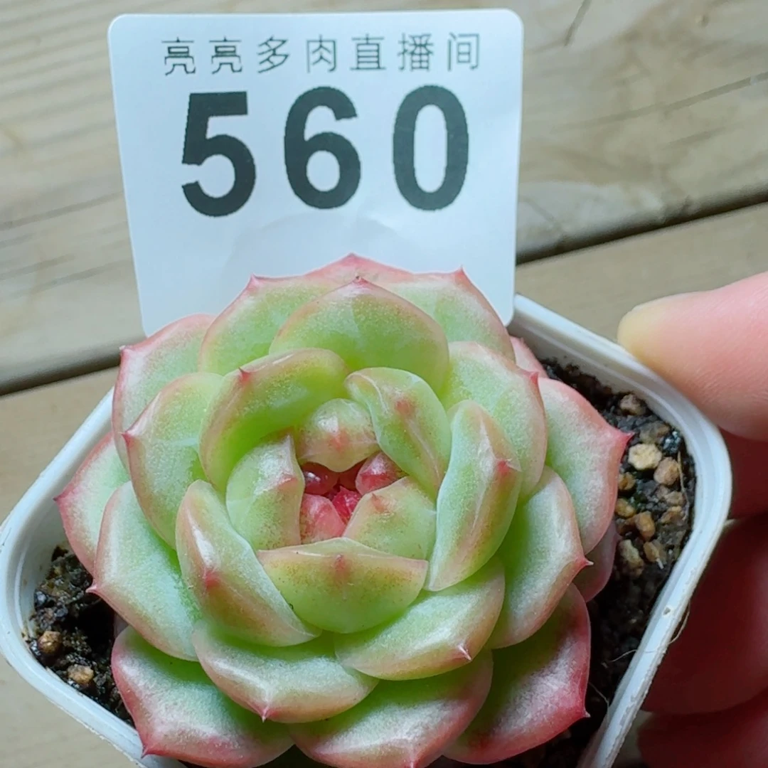 孤品          开播福利