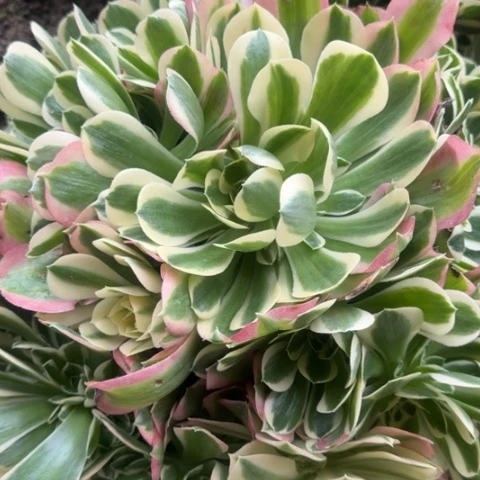 法师雨花石多肉20