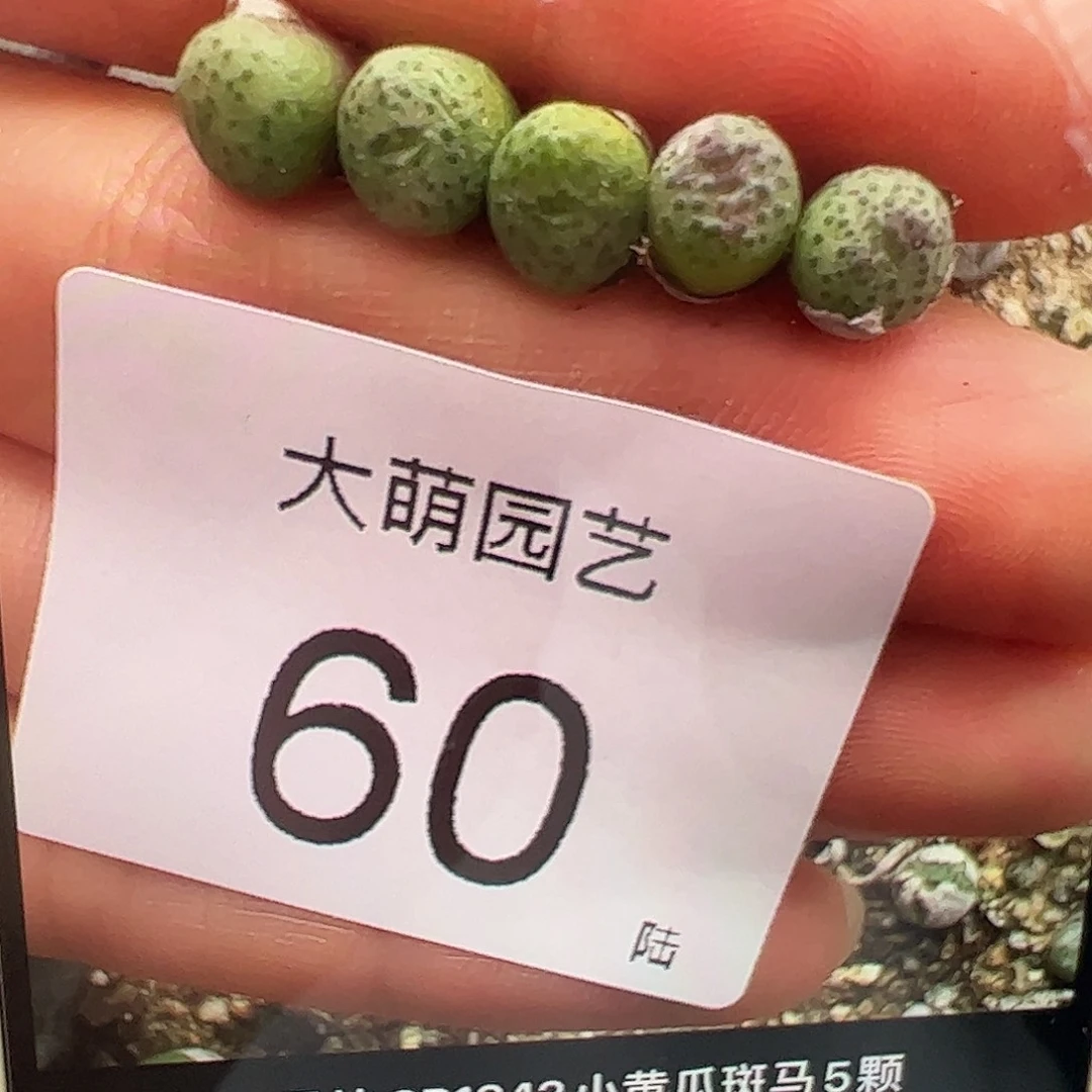 000060量拍CR1343小黄瓜斑马5颗