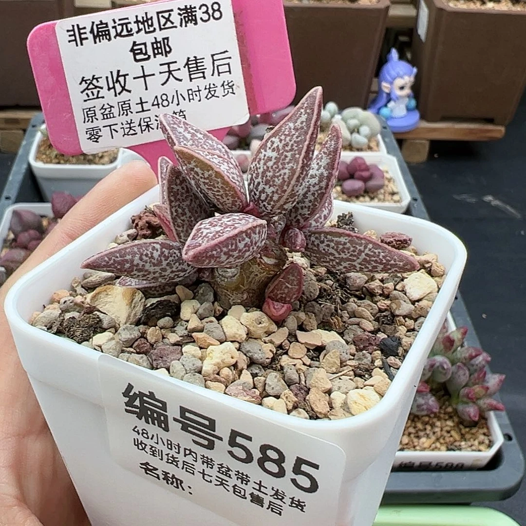 585红太平多肉植物