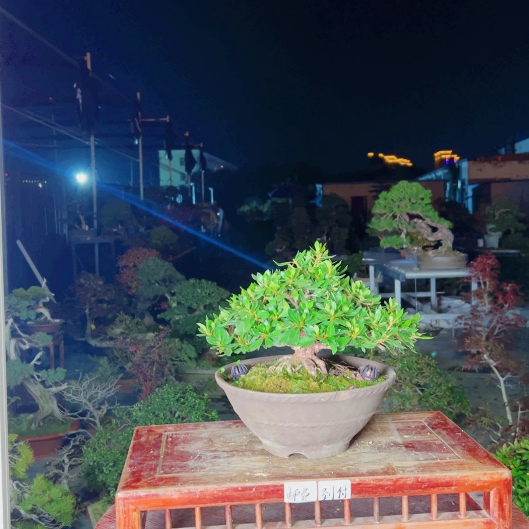 我***也完全开放杜鹃花的