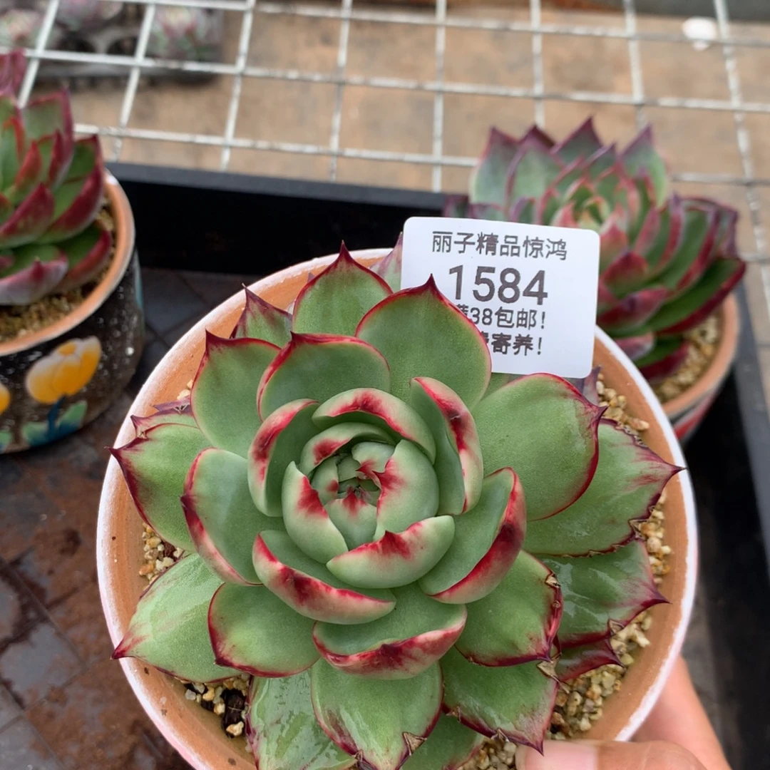 南***星1584号多肉植物惊鸿，11