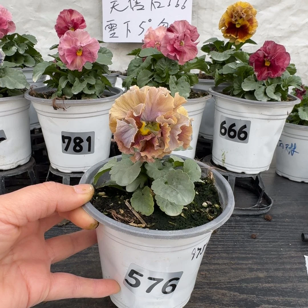 全部花朵576号745