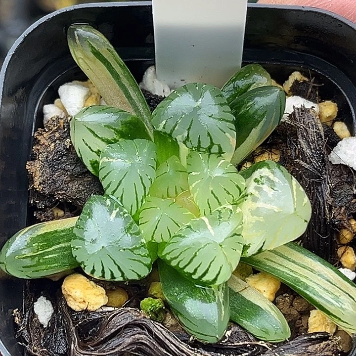 33狄园5号玉露锦头家多肉十二卷