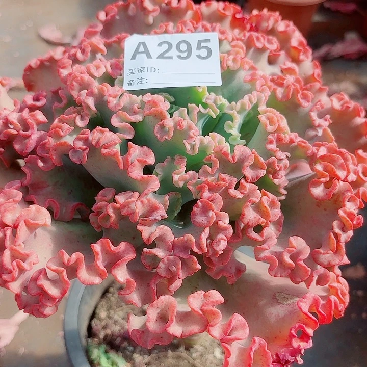 羊***女王花粒多肉植物295