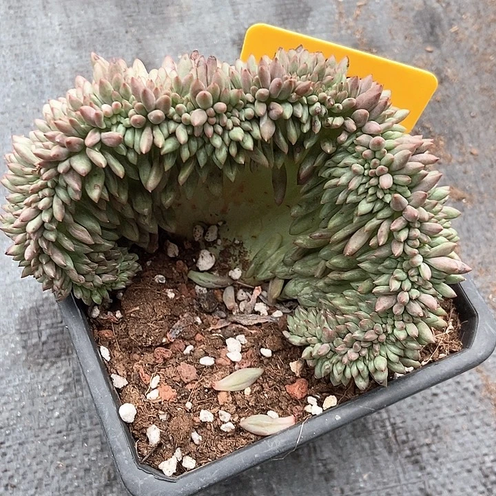 落***烟多肉植物缀化红蜻蜓567