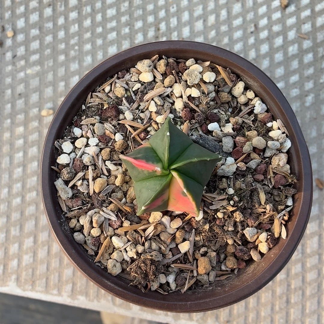 健***福无花朵鸾锦！！！！！！！！