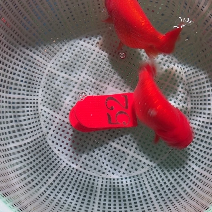 海水鱼52号尺寸9-11区间