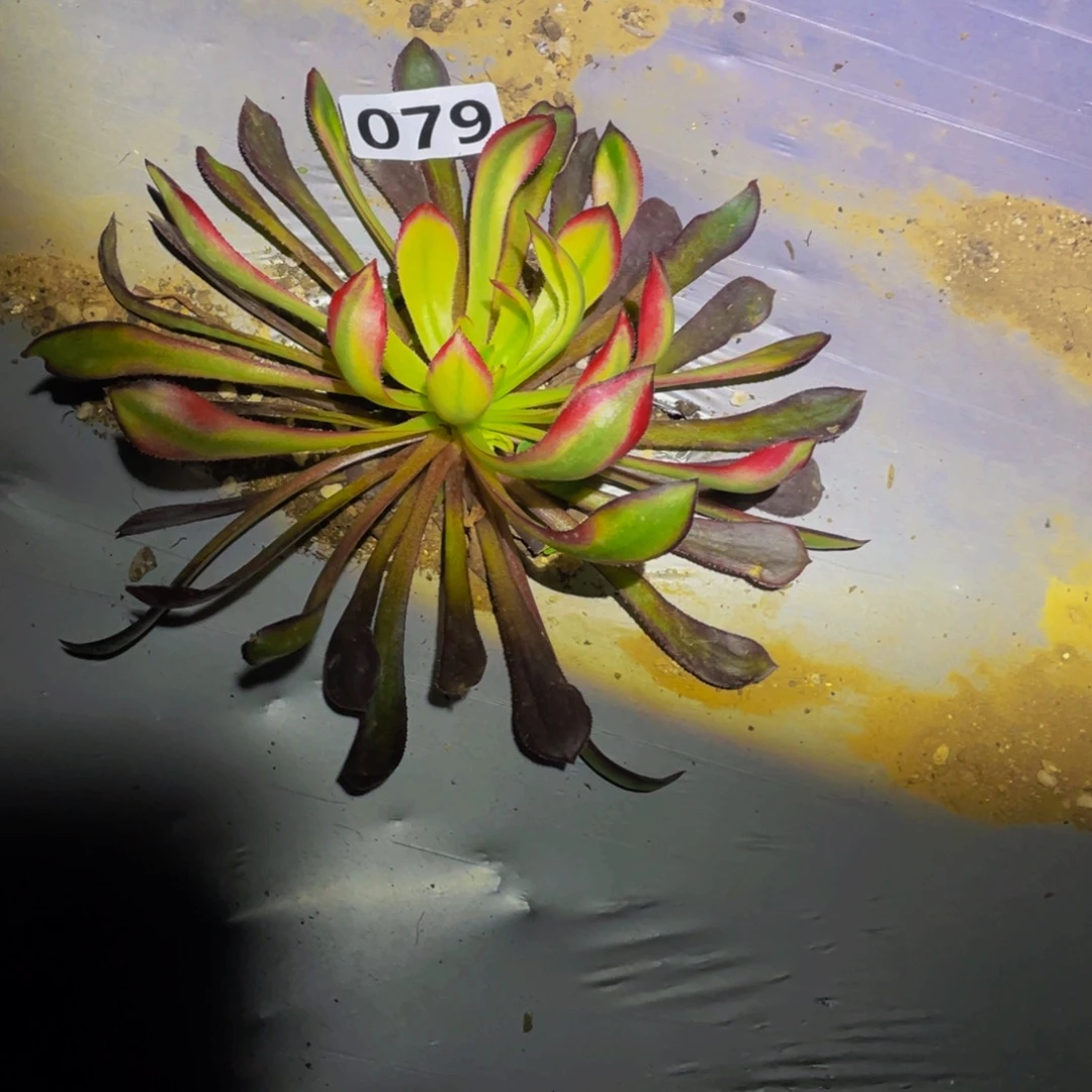 黑***色079黑暗女神全锦多肉