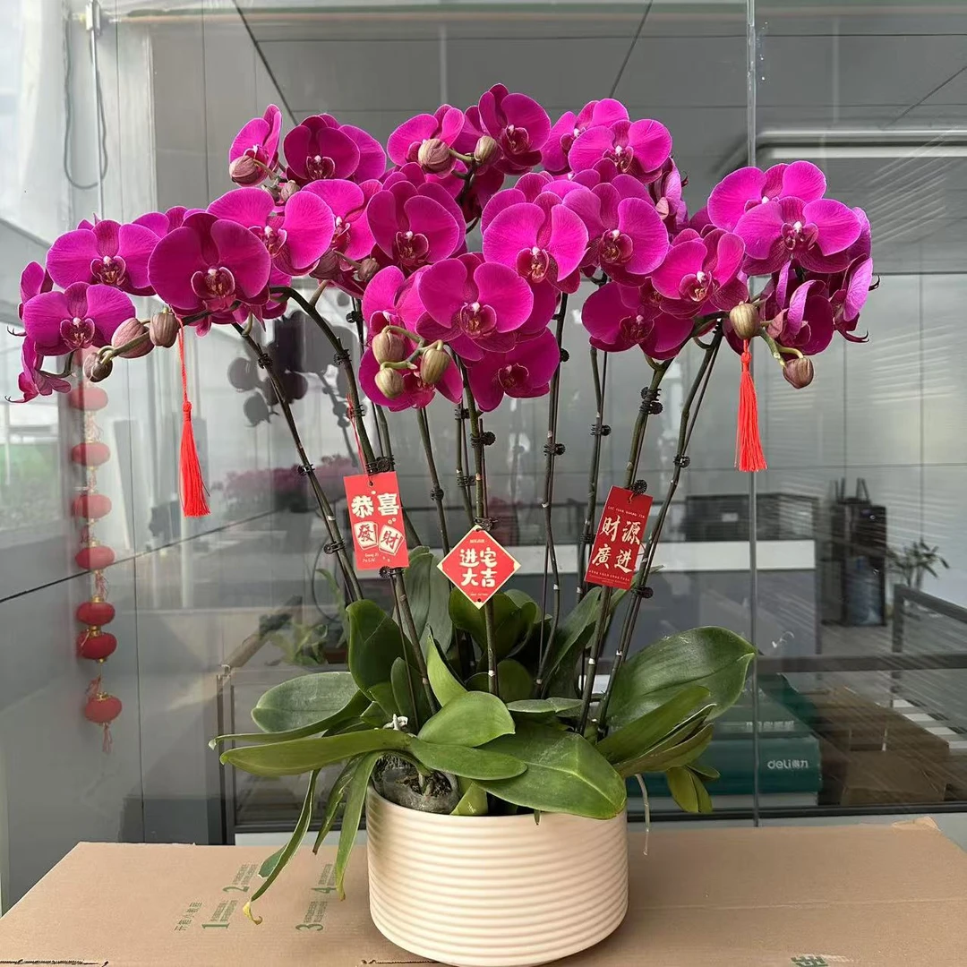 【大辣椒】蝴蝶兰盆栽花卉观花植物室内四季开花