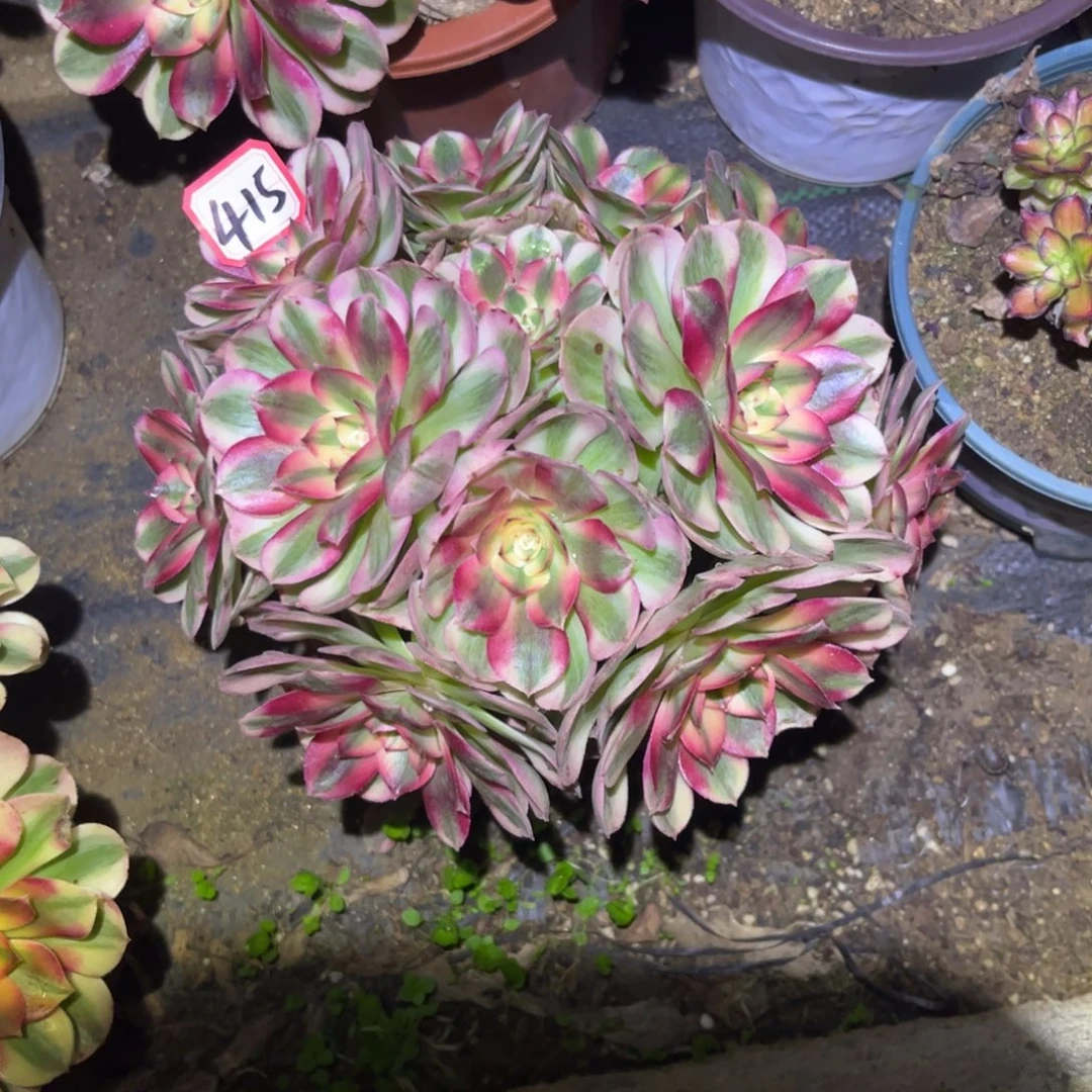 415多肉植物荔枝朵朵