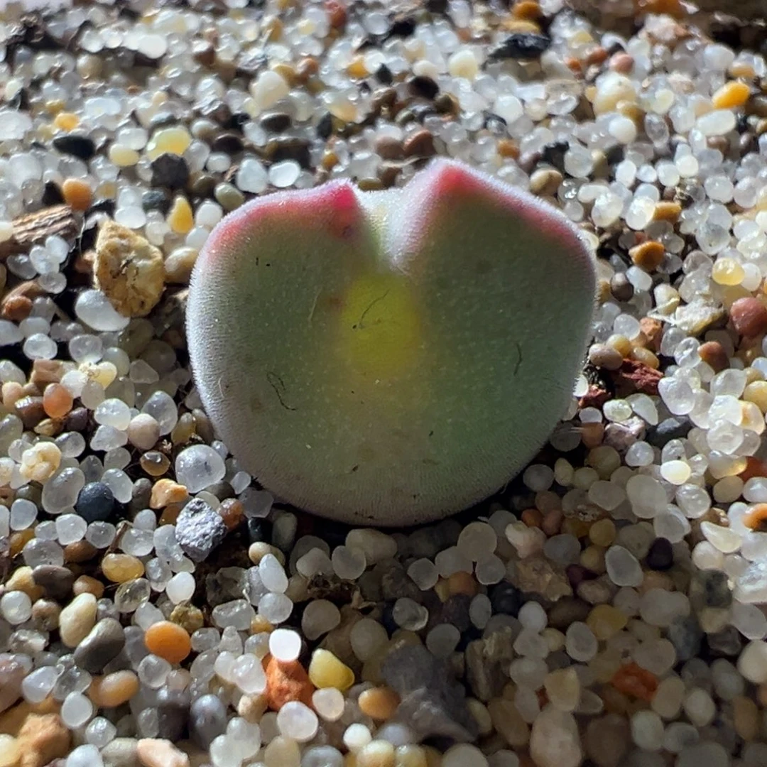 矮胖短耳空蝉 福利10