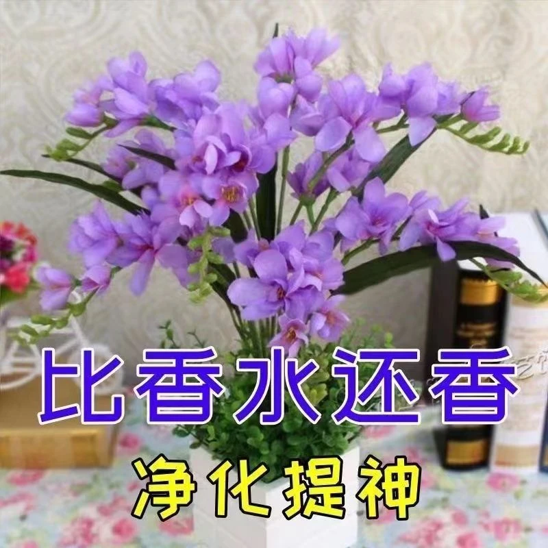 【十里飘香】新品晚香玉球根驱蚊四季开花重瓣大花浓香型花卉盆栽