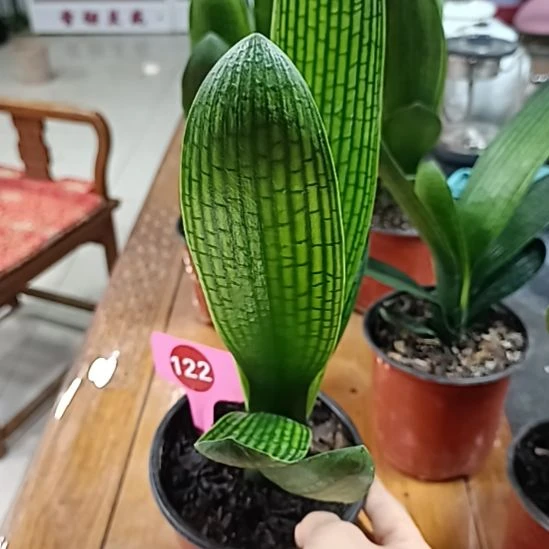 当前无花栽培后可以开花