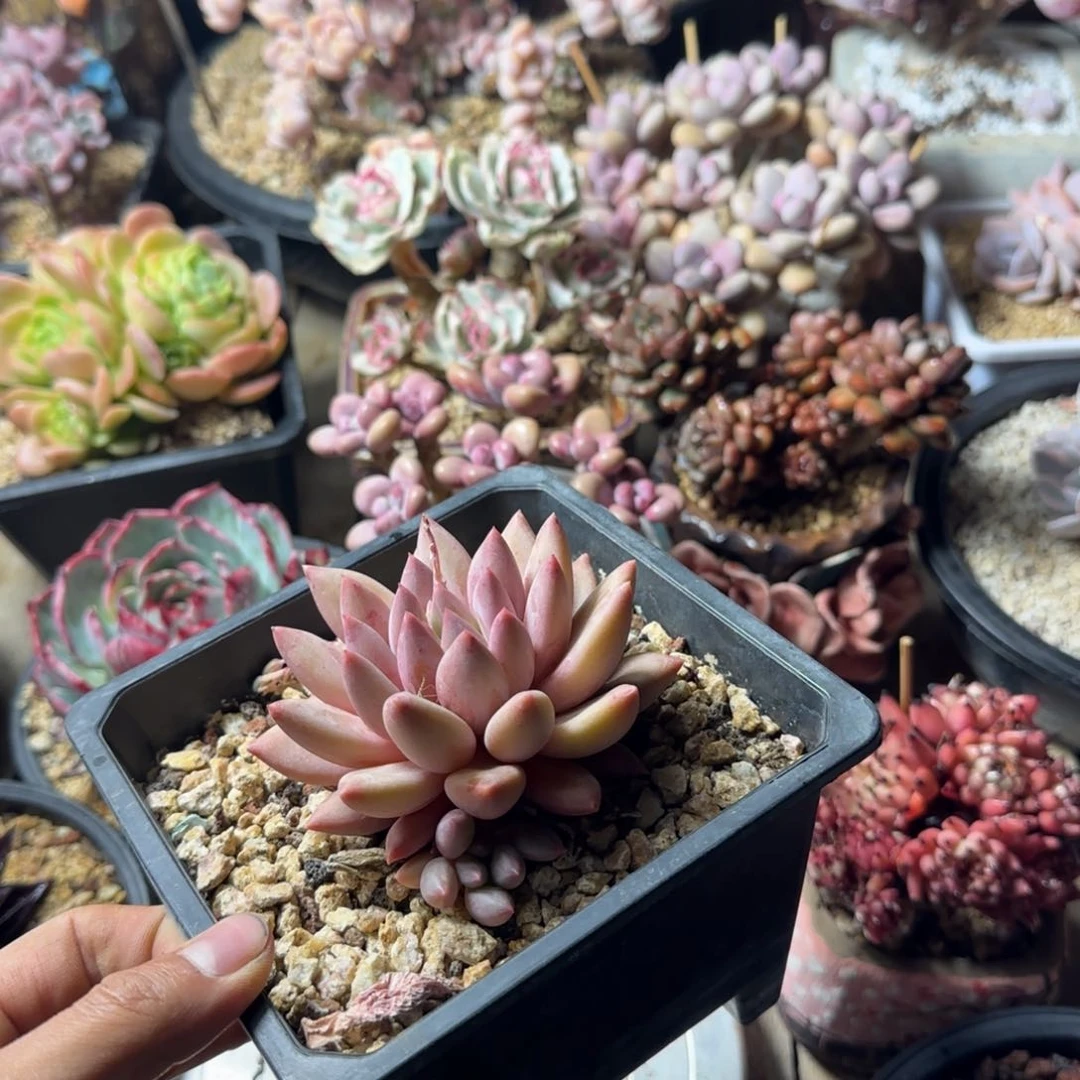 流沙虞美人多肉植物shi zhu chi