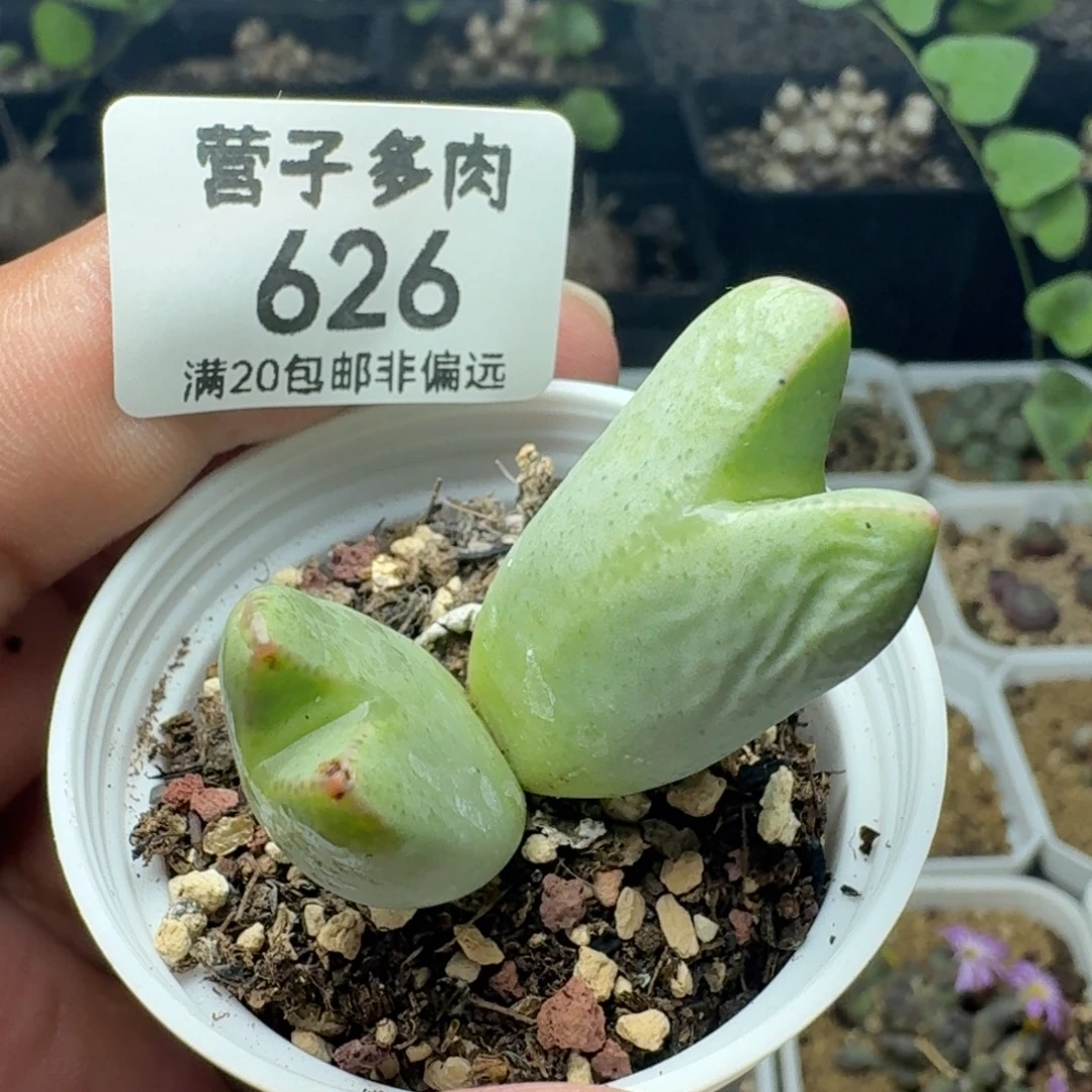 双头将带盆土。