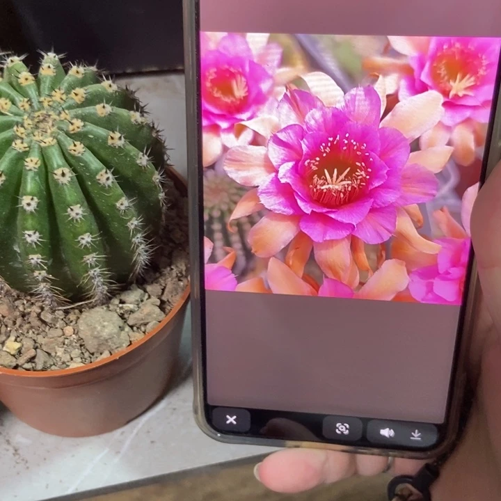 仙人球蓉蓉自根一个