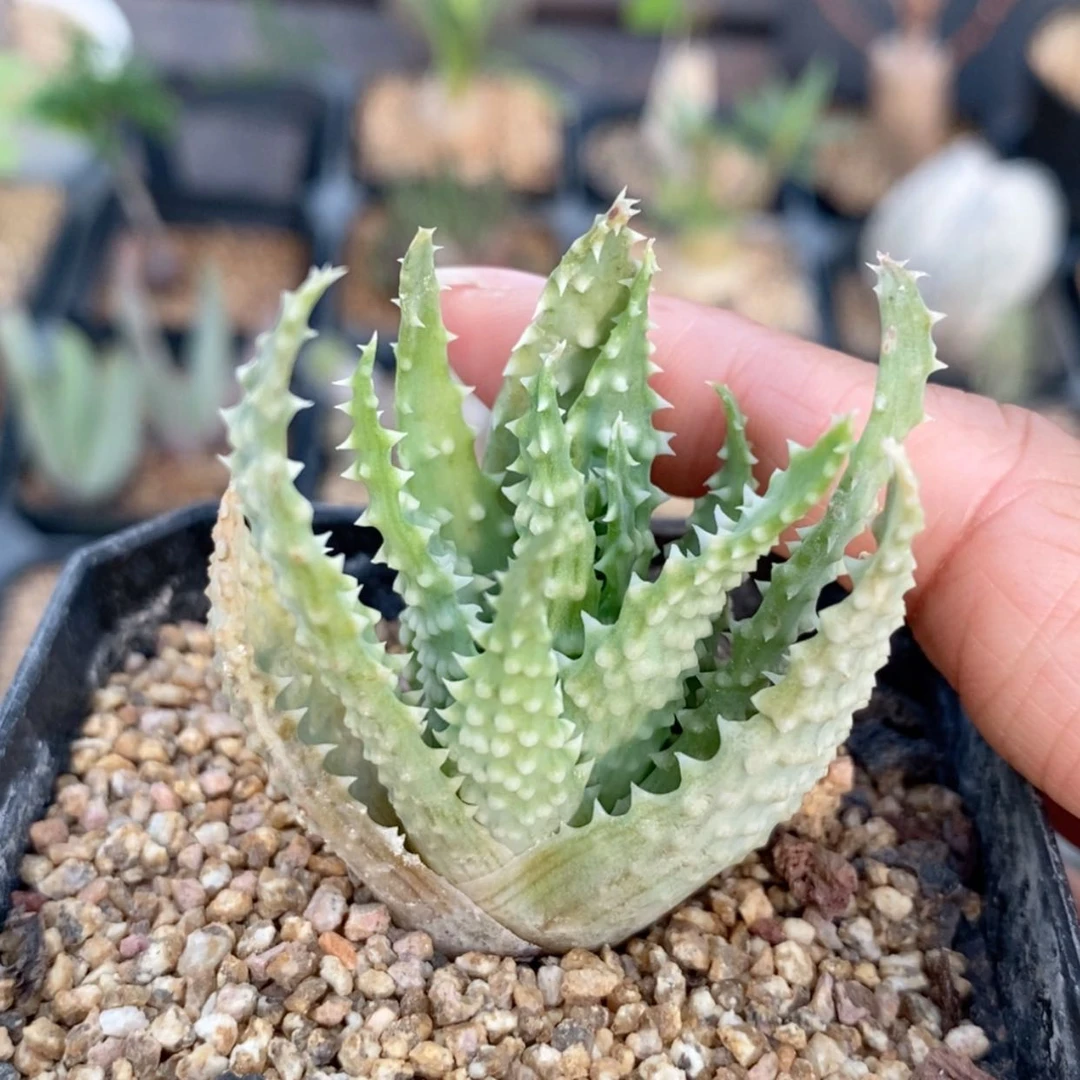 【闪购商品】爱****鸭深海阎王
