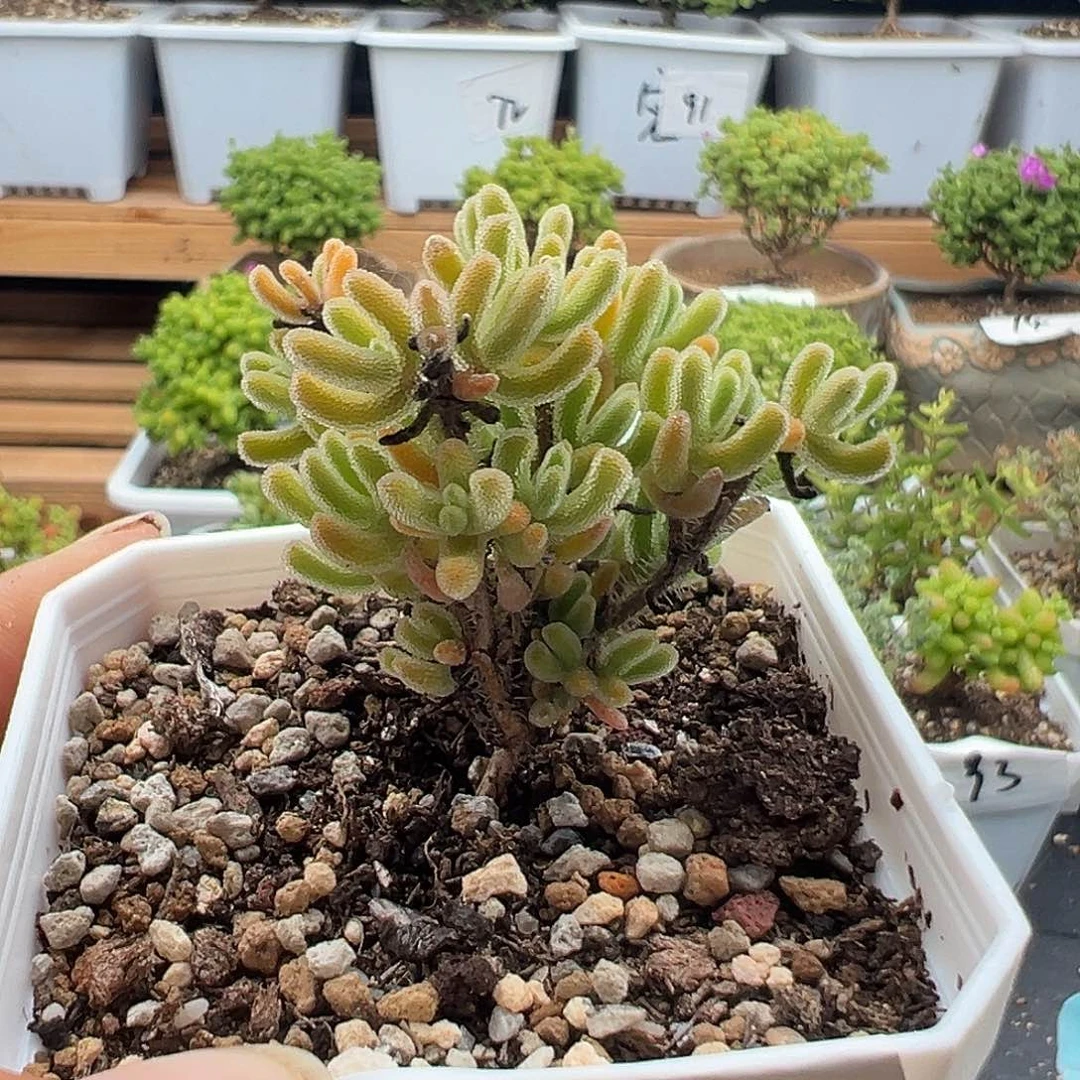 94号不认识6.5多肉