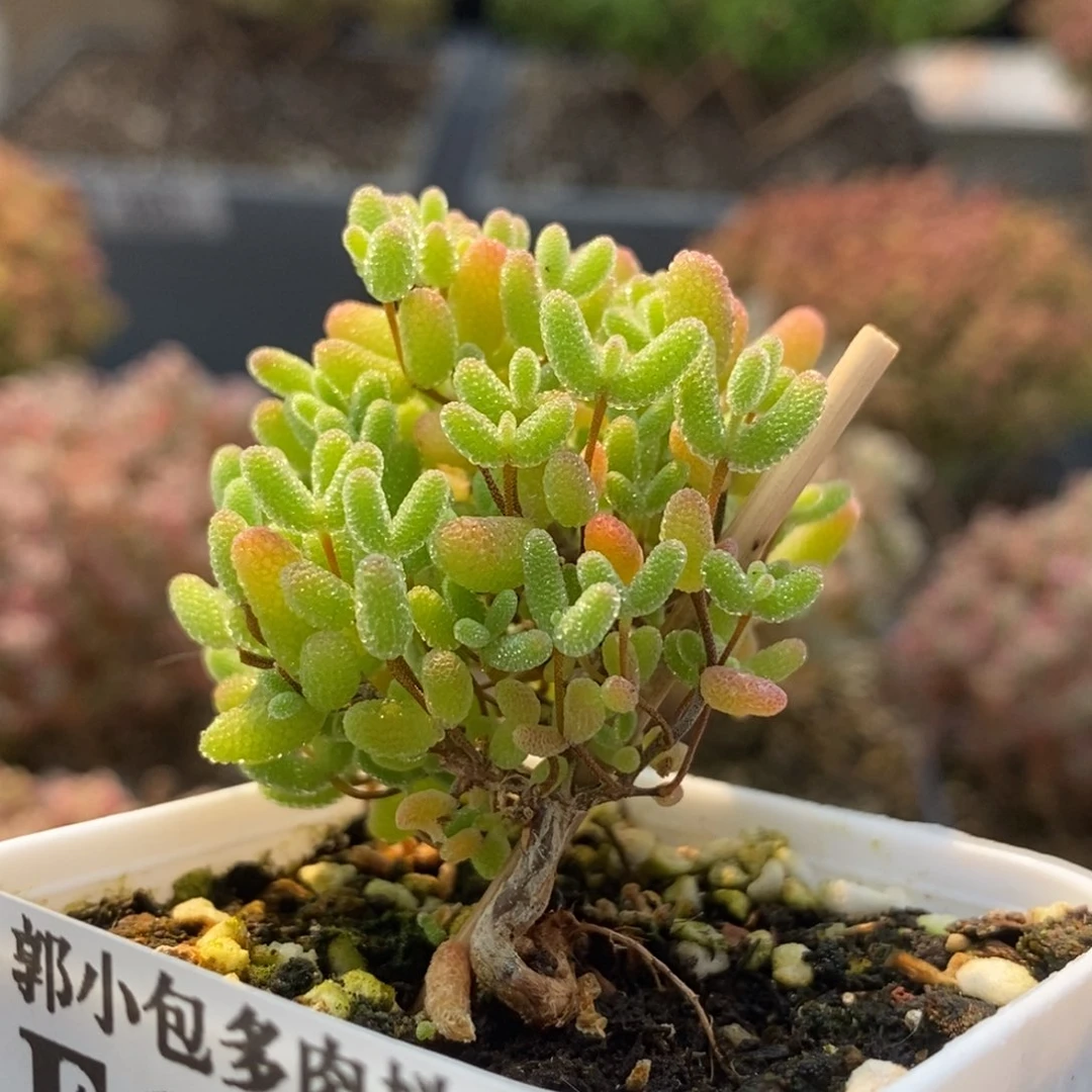 蜜橘糖球6758枝干番杏