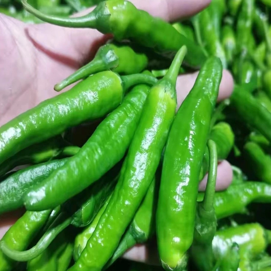 河南本地露天辣椒青秀青椒现摘农家产薄皮嫩青椒乡村自种新鲜现发