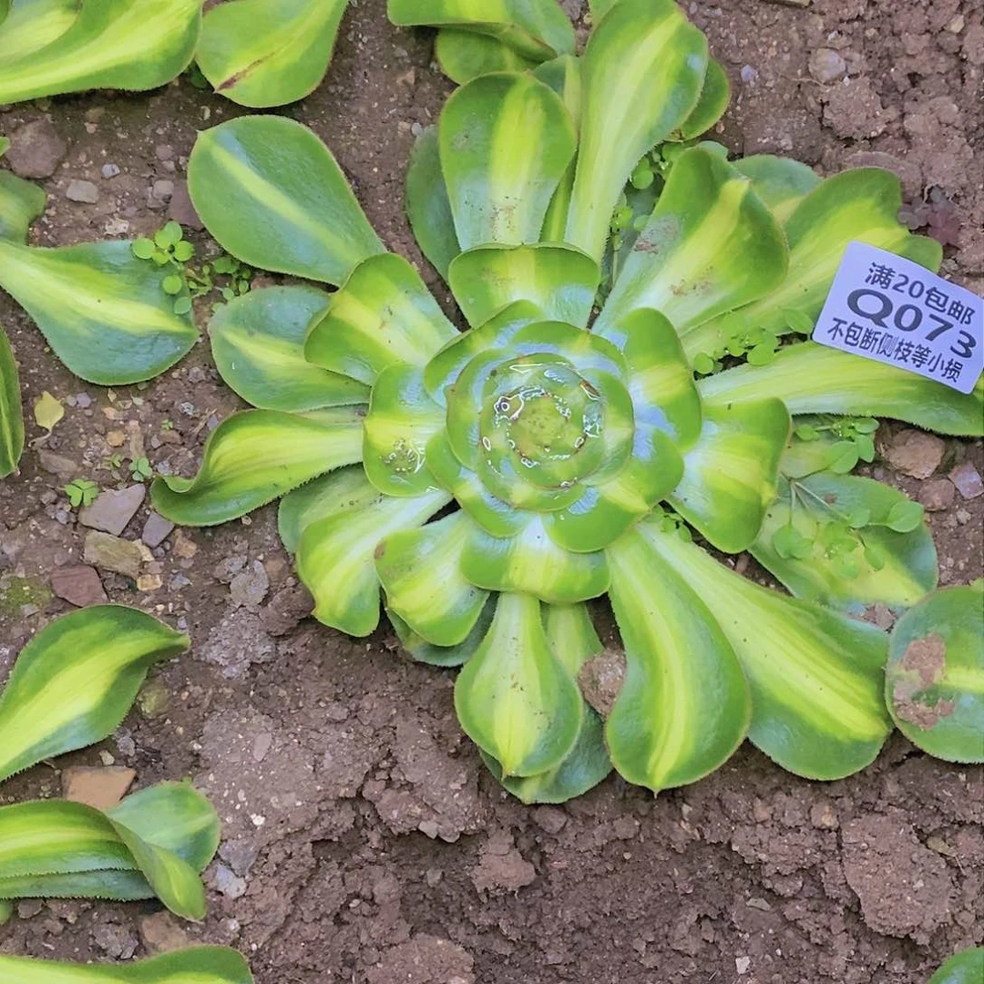 073暴君多肉法师锦叶片收到软榻