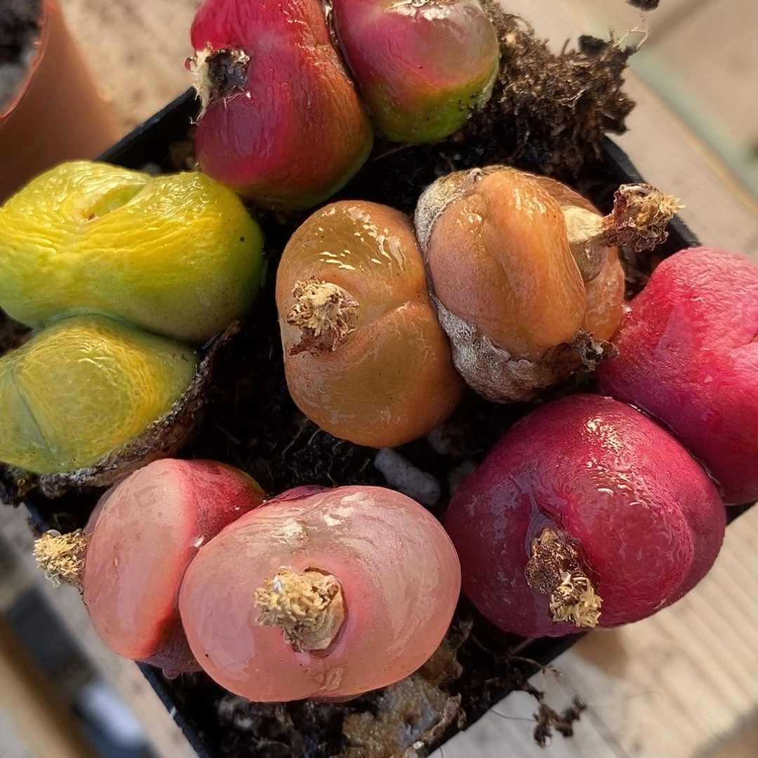 24142双头彩蟠桃一组。