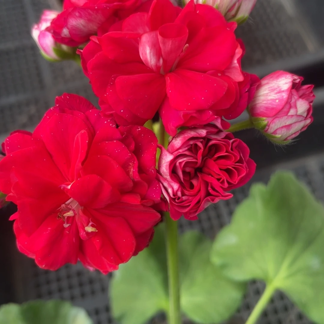 完全开放玛雅大花球红色