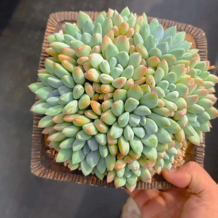 大晶发货111111111111