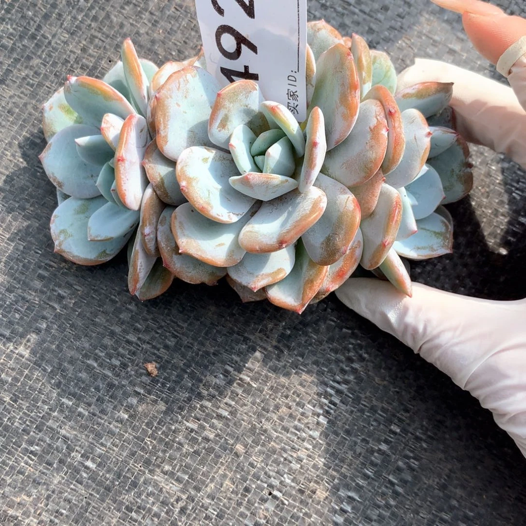 一***花# 492 。售后范围：签收起7天内不拍冷链不售后。