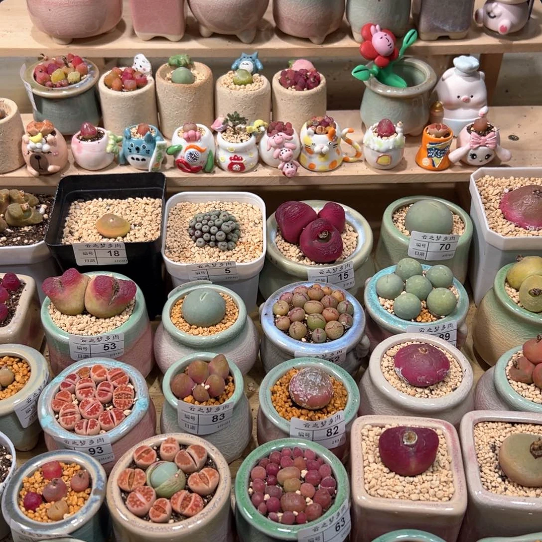 粘*多肉植物101号鸽子蛋