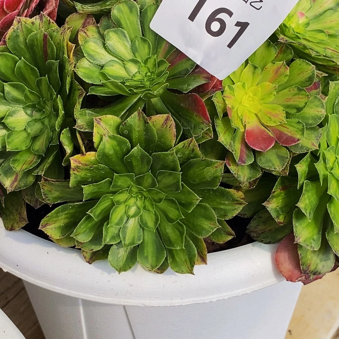 二***姨上古园艺多肉植物161