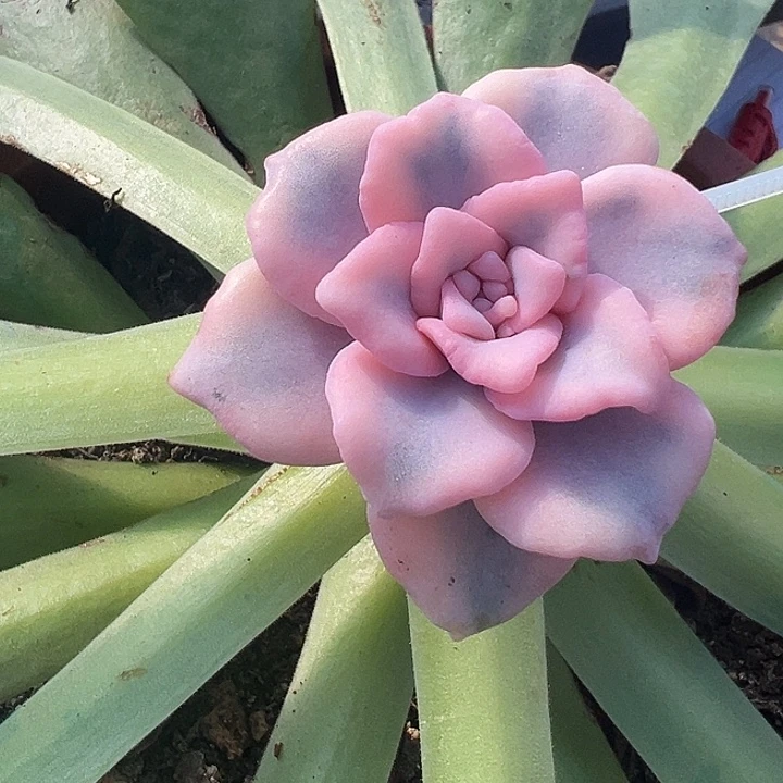 芭蕾舞者锦多肉植物