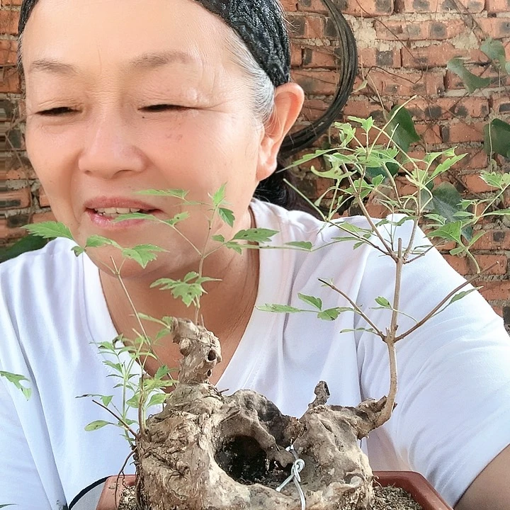 【闪购商品】完全开放黄荆