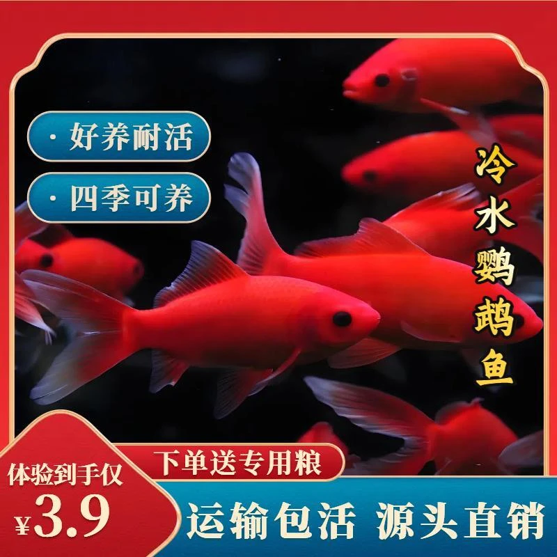 《福利冷水鹦鹉观赏鱼》精品火焰红鹦鹉