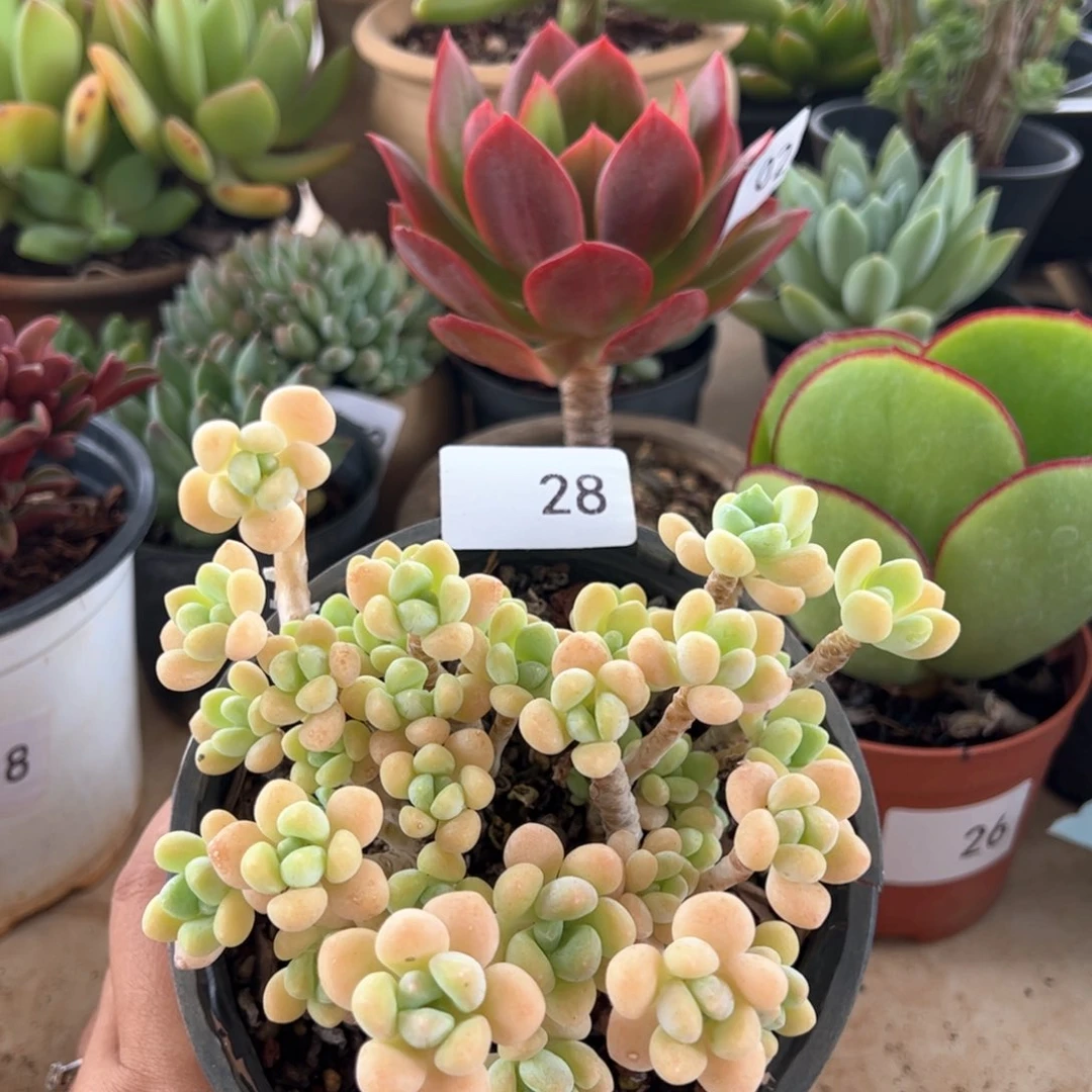 【闪购商品】笑纳。28。1111111