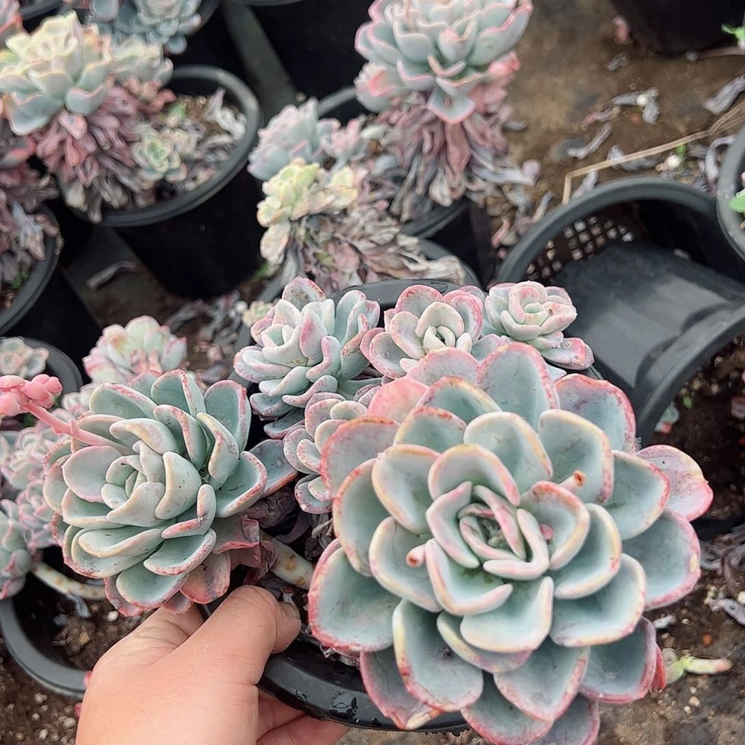 美尻单头带仔大盆