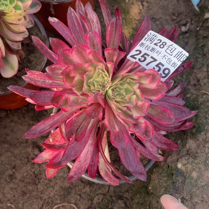 酉**皇25759仙魔多肉植物