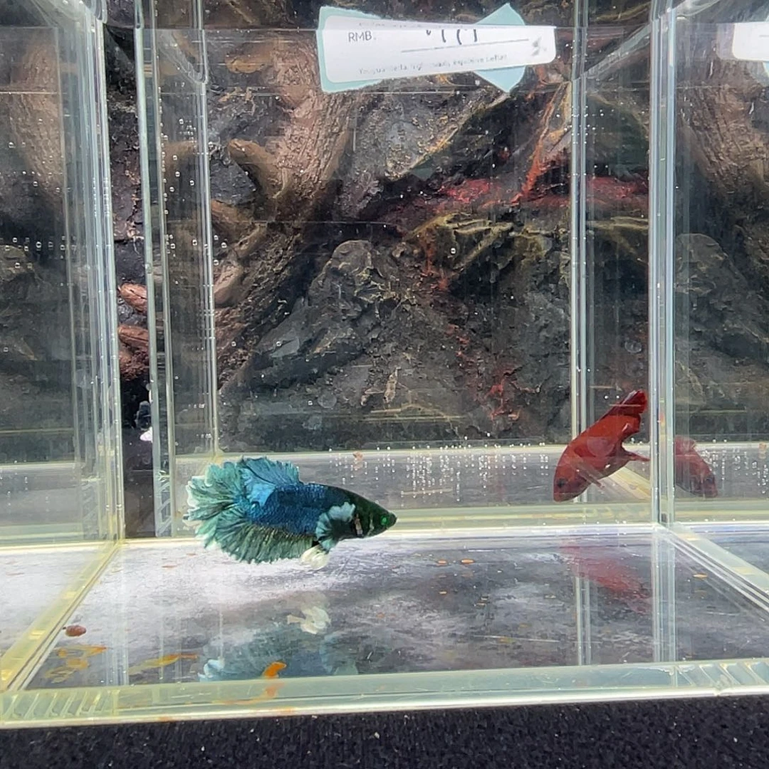 斗鱼九月二十五日竞价