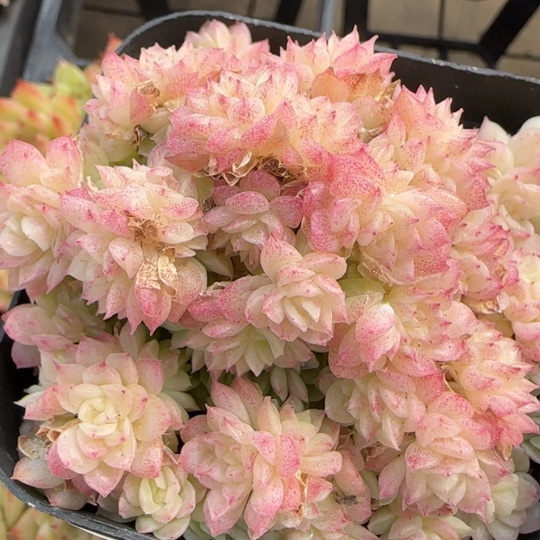 花语逸境0218-140散