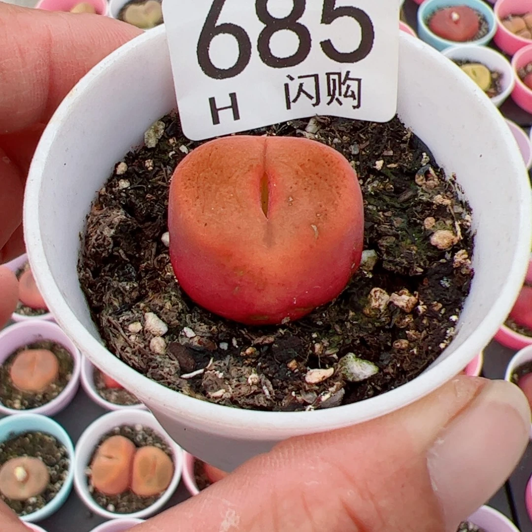 无花朵黄**?我很喜欢这个H685