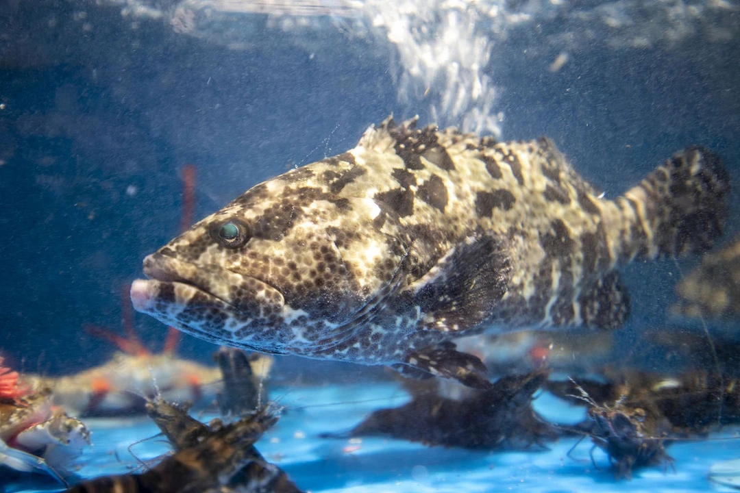 鲜活石斑鱼(约650g-750g)/条