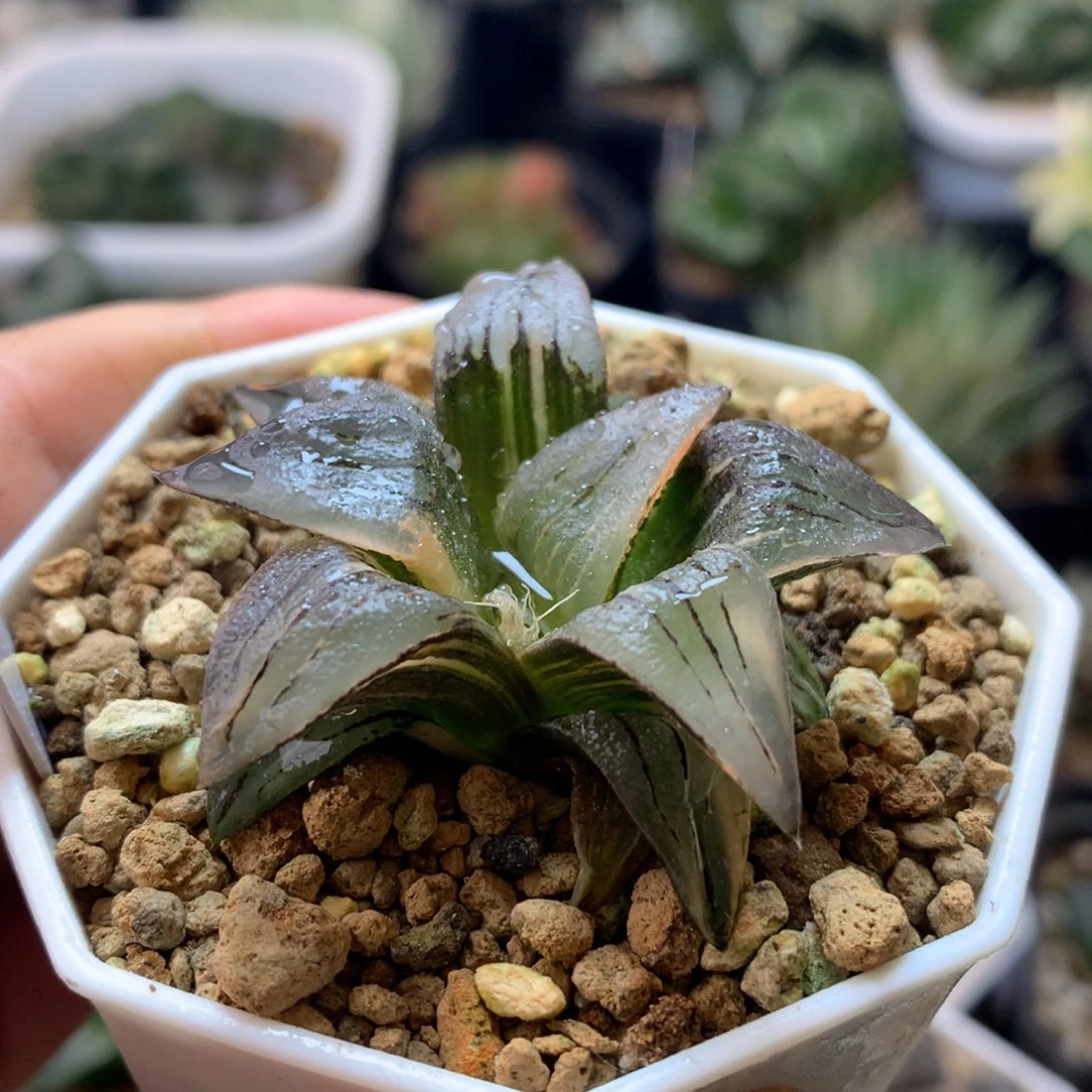 红纹寿锦，带盆土发货