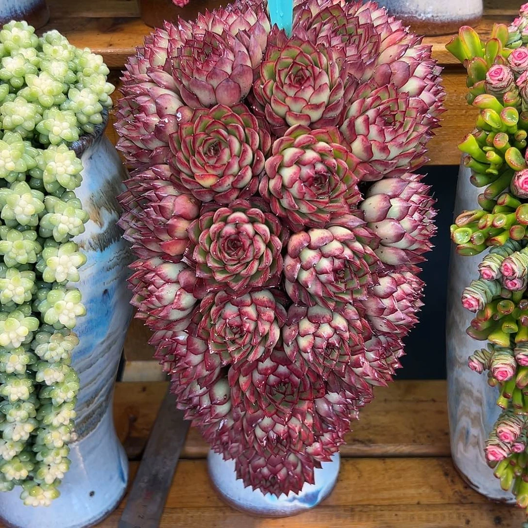 037冬云多肉组合花园